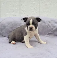 Oli Pop, a female Frenchton for sale in Clearville, PA – 1 of 3