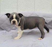 Oli Pop, a female Frenchton for sale in Clearville, PA – 3 of 3