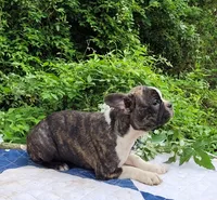 Poppi, a female Boston Terrier and Frenchton for sale in Clearville, PA – 6 of 10