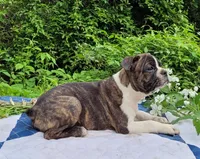 Pepsi, a male Boston Terrier and Frenchton for sale in Clearville, PA – 4 of 8