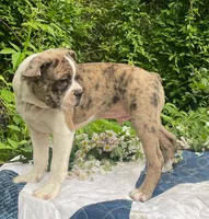 Mr. Pibb, a male Boston Terrier and Frenchton for sale in Clearville, PA – 2 of 10