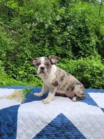 Dr.Pepper, a male Boston Terrier and Frenchton for sale in Clearville, PA – 5 of 9