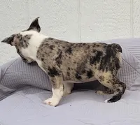 Dr.Pepper, a male Frenchton for sale in Clearville, PA – 4 of 4