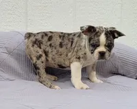 Dr.Pepper, a male Frenchton for sale in Clearville, PA – 3 of 4