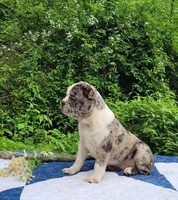 Dr.Pepper, a male Boston Terrier and Frenchton for sale in Clearville, PA – 4 of 9