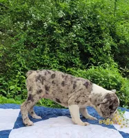 Dr.Pepper, a male Boston Terrier and Frenchton for sale in Clearville, PA – 3 of 9
