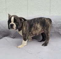 Poppi, a female Frenchton for sale in Clearville, PA – 2 of 4