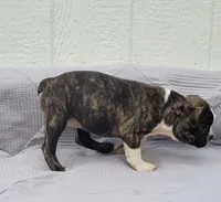 Poppi, a female Frenchton for sale in Clearville, PA – 3 of 4