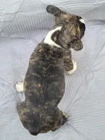 Poppi, a female Frenchton for sale in Clearville, PA – 4 of 4