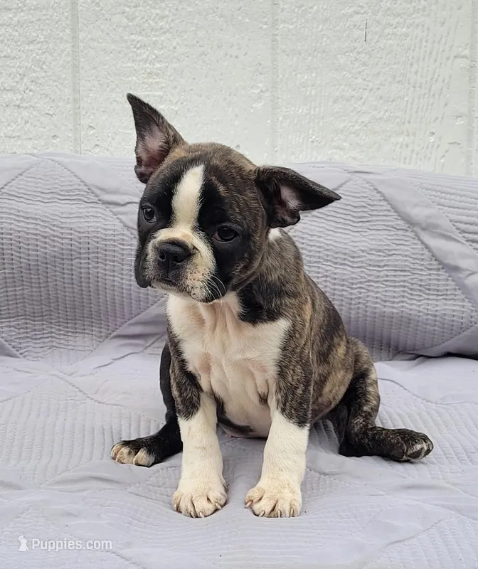 Poppi – Frenchton puppy for sale in Clearville, PA