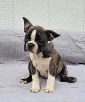 Poppi, a female Frenchton for sale in Clearville, PA – 1 of 4
