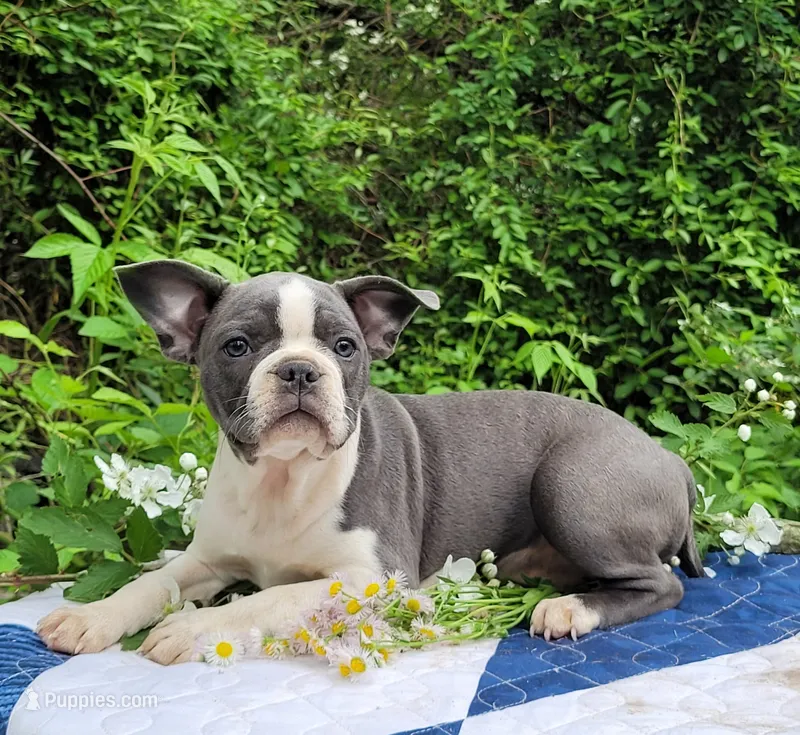 Oli Pop – Boston Terrier, Frenchton puppy for sale in Clearville, PA