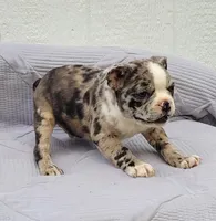 Barqs, a male Frenchton for sale in Clearville, PA – 2 of 4