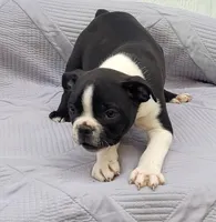 Fanta , a male Frenchton for sale in Clearville, PA – 3 of 3