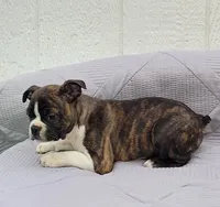 Pepsi, a male Frenchton for sale in Clearville, PA – 3 of 3