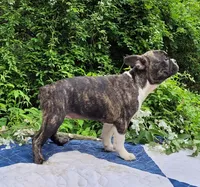 Poppi, a female Boston Terrier and Frenchton for sale in Clearville, PA – 4 of 10