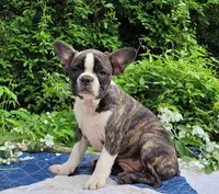 Poppi, a female Boston Terrier and Frenchton for sale in Clearville, PA – 5 of 10