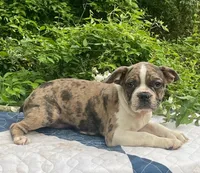 Mr. Pibb, a male Boston Terrier and Frenchton for sale in Clearville, PA – 5 of 10