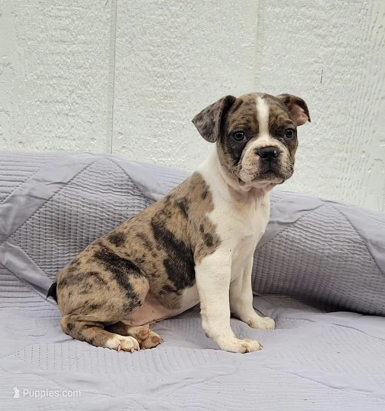Mr. Pibb – Frenchton puppy for sale in Clearville, PA