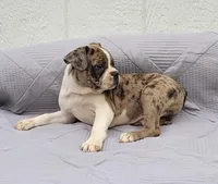 Mr. Pibb, a male Frenchton for sale in Clearville, PA – 2 of 3