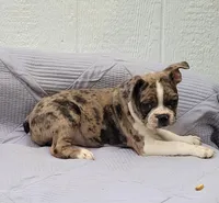 Mr. Pibb, a male Frenchton for sale in Clearville, PA – 3 of 3