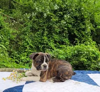 Pepsi, a male Boston Terrier and Frenchton for sale in Clearville, PA – 5 of 8