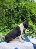Fanta , a male Boston Terrier and Frenchton for sale in Clearville, PA – 4 of 8