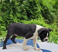 Fanta , a male Boston Terrier and Frenchton for sale in Clearville, PA – 5 of 8