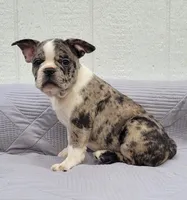 Dr.Pepper, a male Frenchton for sale in Clearville, PA – 1 of 4