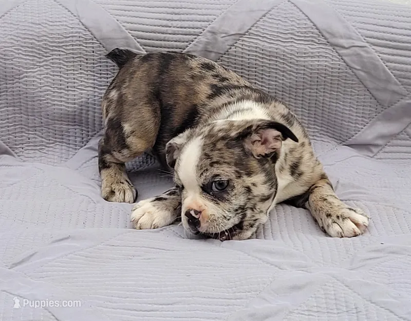 Barqs – Frenchton puppy for sale in Clearville, PA
