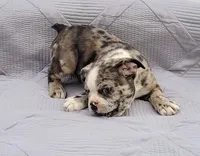 Barqs, a male Frenchton for sale in Clearville, PA – 1 of 4