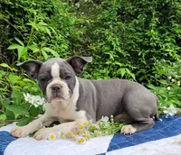 Oli Pop, a female Boston Terrier and Frenchton for sale in Clearville, PA – 6 of 9