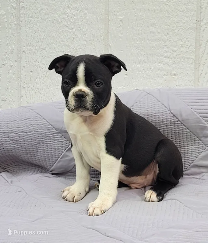 Fanta  – Frenchton puppy for sale in Clearville, PA