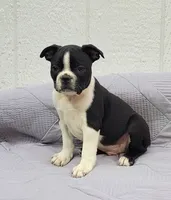 Fanta , a male Frenchton for sale in Clearville, PA – 1 of 3