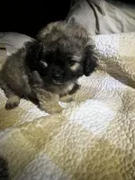 Ace, a male Peekapoo for sale in Saint louis, SAINT LOUIS – Photo 3 of 4