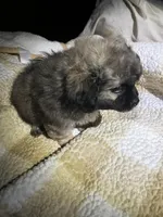 Ace, a male Peekapoo for sale in Saint louis, SAINT LOUIS – Photo 2 of 4