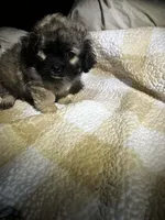 Ace, a male Peekapoo for sale in Saint louis, SAINT LOUIS – Photo 4 of 4