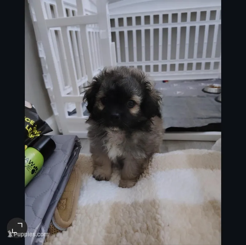 Ace – Peekapoo puppy for sale in Saint louis