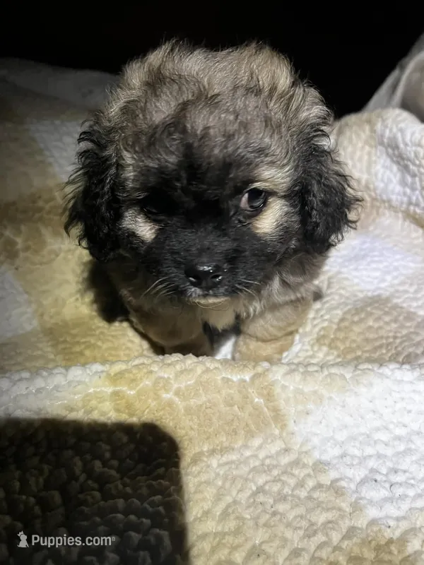 Ace – Peekapoo puppy for sale in Saint louis