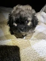 Ace, a male Peekapoo for sale in Saint louis, SAINT LOUIS – Photo 1 of 4