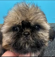 Donald, a male Shih Tzu for sale in Saint louis, SAINT LOUIS – Photo 1 of 2