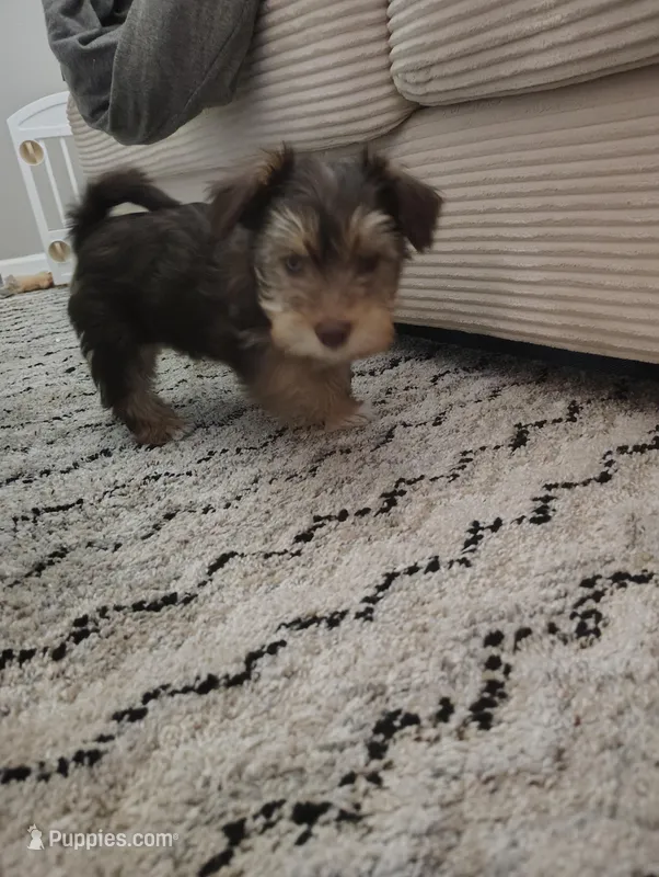 Ace, a male Yorkipoo for sale in Saint louis, SAINT LOUIS – Photo 1 of 1