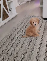 Bobby, a male Poodle - Miniature  for sale in Saint louis, SAINT LOUIS – Photo 1 of 4