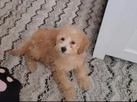 Bobby, a male Poodle - Miniature  for sale in Saint louis, SAINT LOUIS – Photo 2 of 4