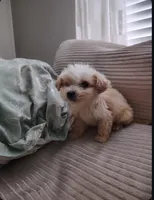 Smooth, a male Havanese for sale in Saint louis, SAINT LOUIS – Photo 2 of 3