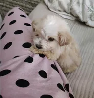 Smooth, a male Havanese for sale in Saint louis, SAINT LOUIS – Photo 3 of 3