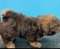 Cliff, a male Shih Tzu for sale in Saint louis, SAINT LOUIS – Photo 1 of 3