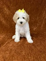 "Polly", a female Goldendoodle for sale in Corinth, MS – 8 of 10
