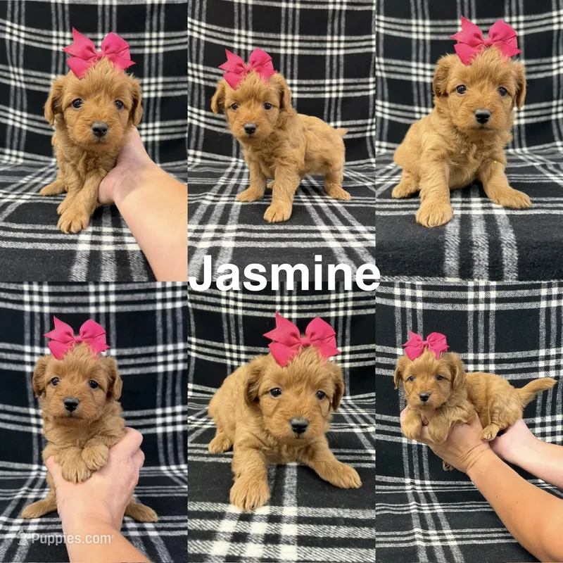 Jasmine – Goldendoodle puppy for sale in Corinth, MS