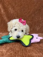 “Penny”, a female Goldendoodle for sale in Corinth, MS – 8 of 8